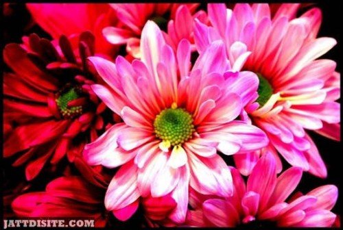 Good Looking Pink Flowers Image