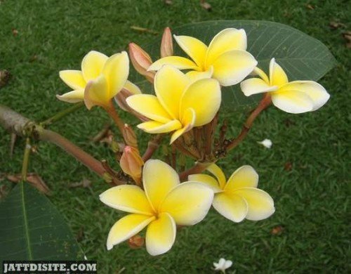 Good-Looking Yellows Flowers