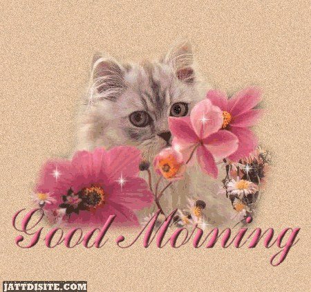 Good Morning Wish By Kitty