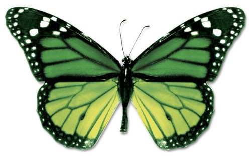 Green Butterfly