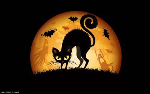 Halloween Cat