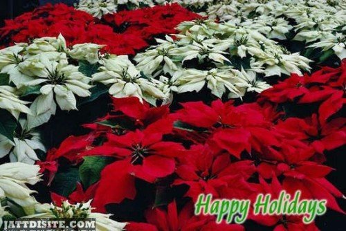 Happy Holidays Beautiful Flowers Graphic