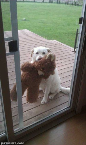 He loves his Teddy Bear Funny Dog Picture