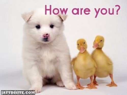 How Are You Puppy And Chickens Graphic