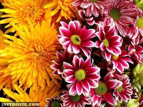 Multi Colour Flowers
