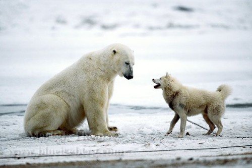 Polar Bear Hungry