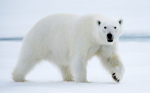 Polar Bear In Anger