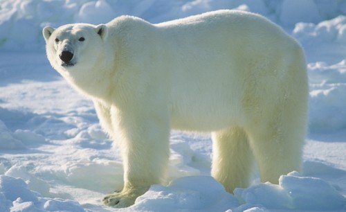 Polar Bear In Attitude