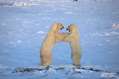 Polar Bear Interracts