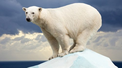 Polar Bear On A Small Glacier