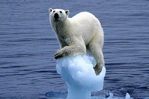 Polar Bear On Small Glacier