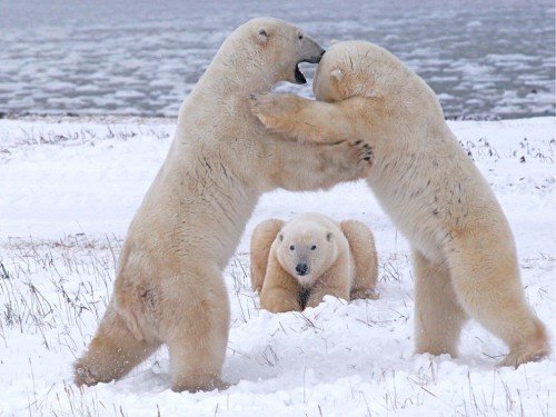 Polar Bear Playing