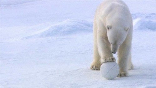 Polar Bear Playing With ball