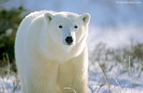 Polar Bear Wallpaper (2)