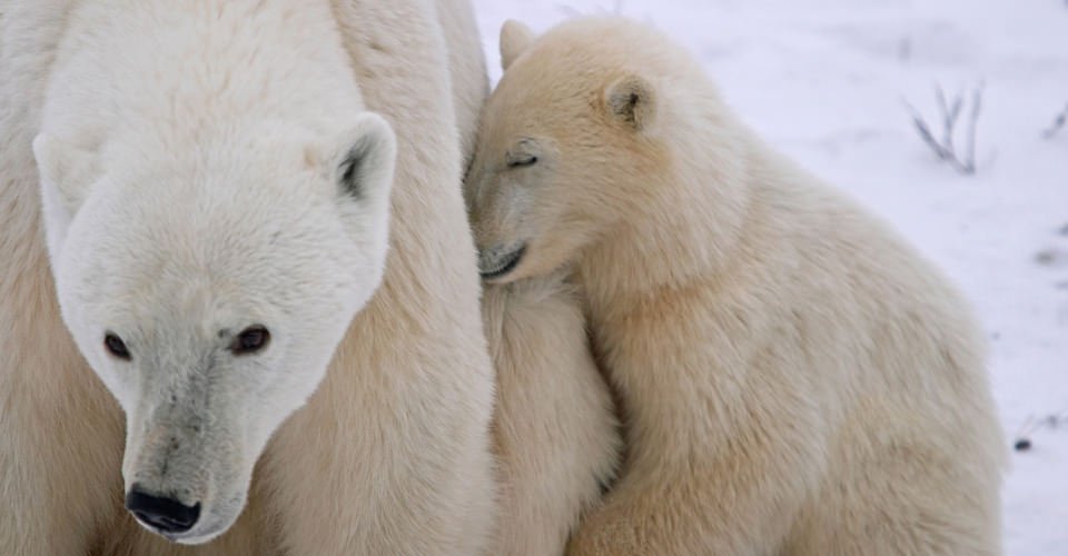 Polar Bear’s Cub Sleeping