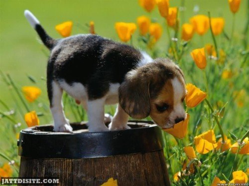 Puppy Kissing Flower During Spring Season