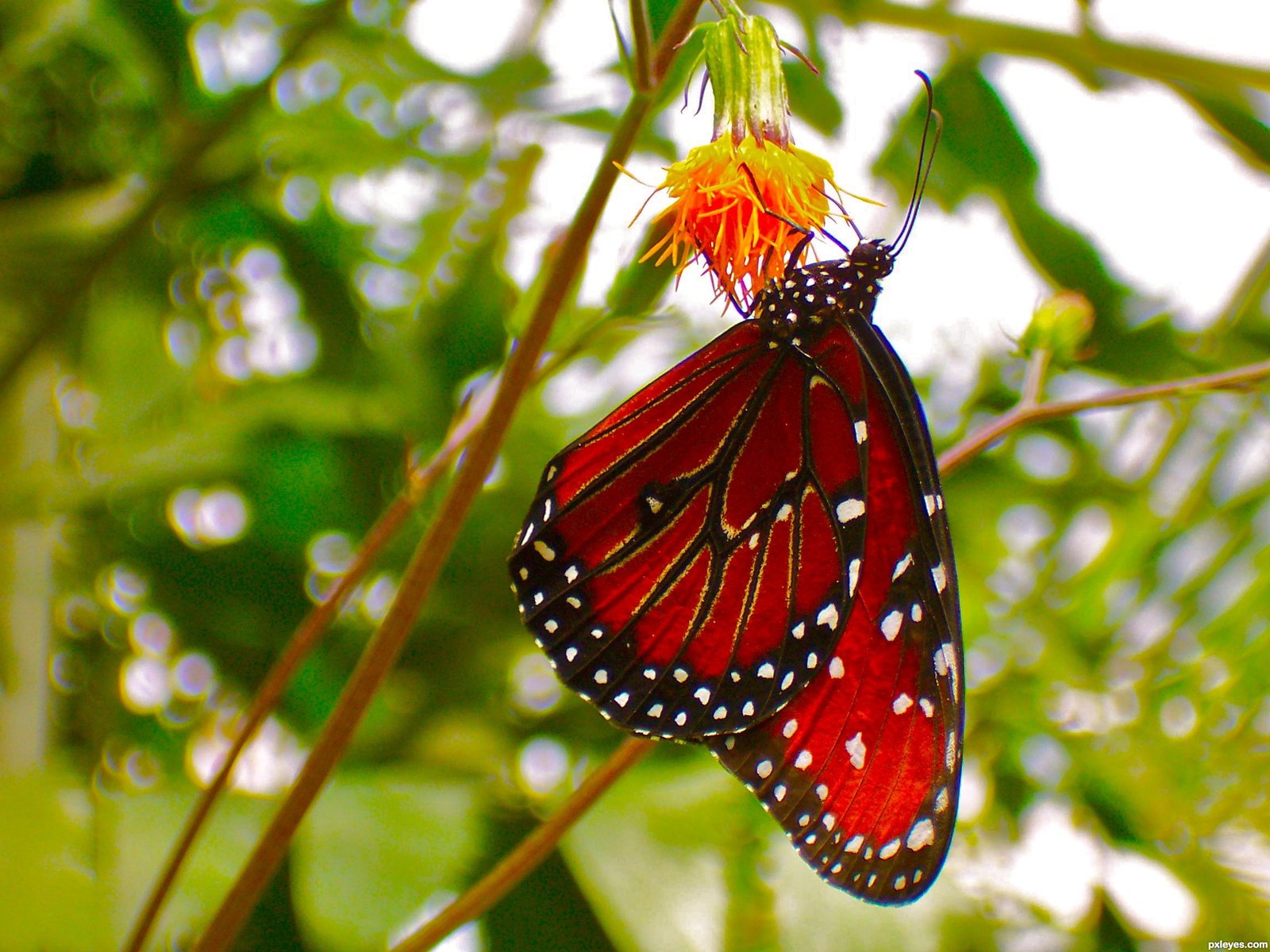 Red and Black Butterfly Wallpapers on WallpaperDog