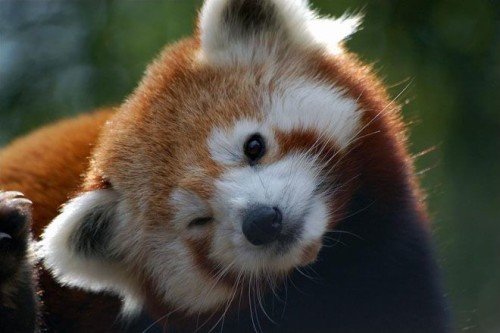 Red Panda Blinking Eye