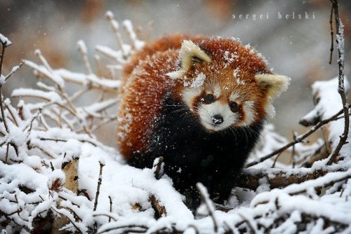 Red Panda Covered With Snow