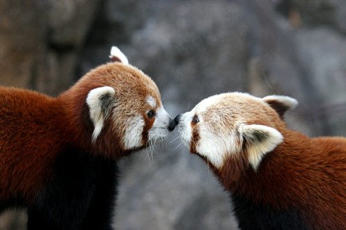 Red Panda Kissing