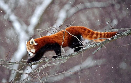 Red Panda On Tree