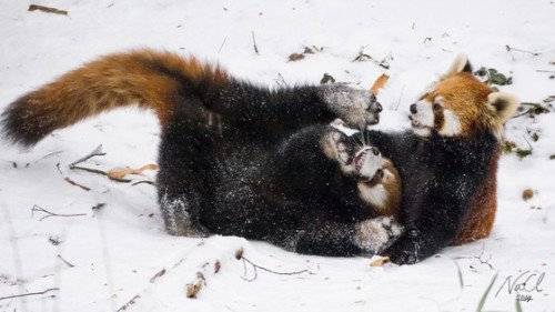 Red Panda Playing In Snow