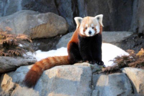 Red Panda Sitting On Rock
