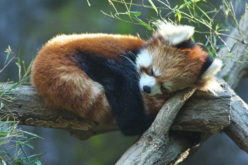 Red Panda Sleeping On Tree