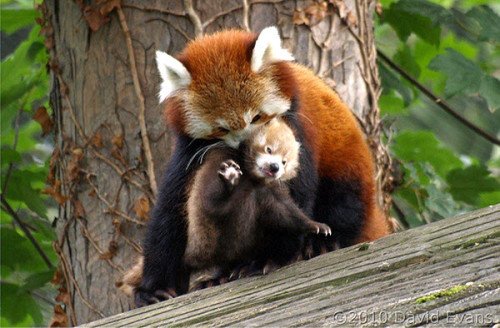 Red Panda playing