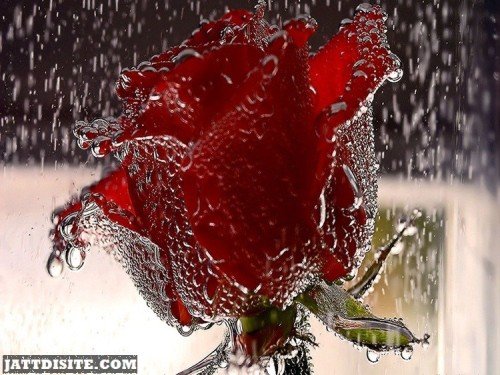 Red Rose In Rain