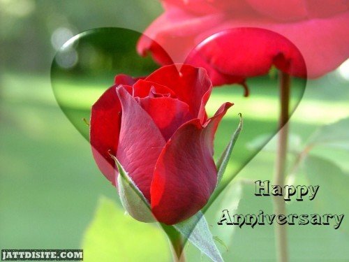 Red rose happy anniversary