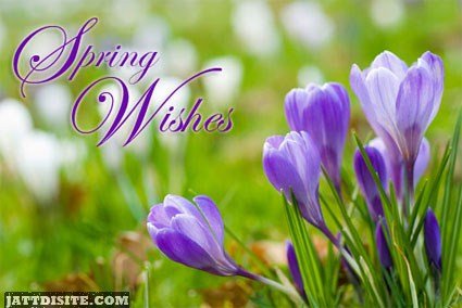 Spring Wishes For You