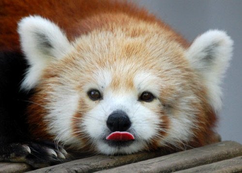 Sweet Red Panda