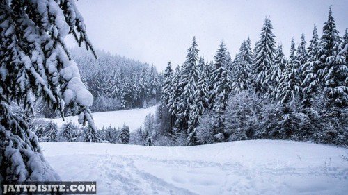 Tree Coverd With Snow