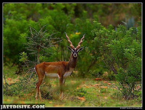 Alert Antelope With Twisty Horns