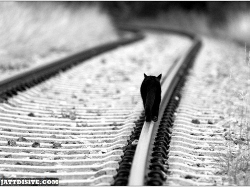 Alone Cat