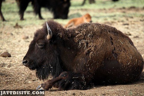 American Buffalo Resting On The Ground