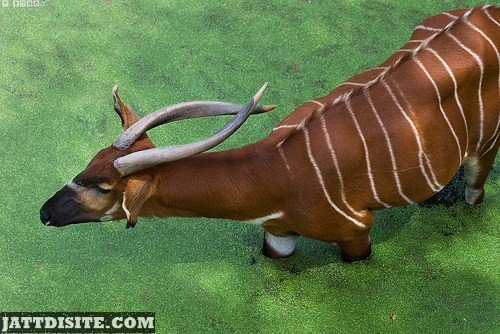 Antelopes With Big Horns