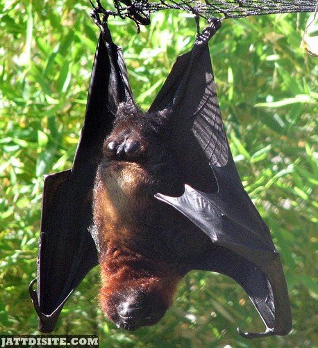 Asian Bat On The Net