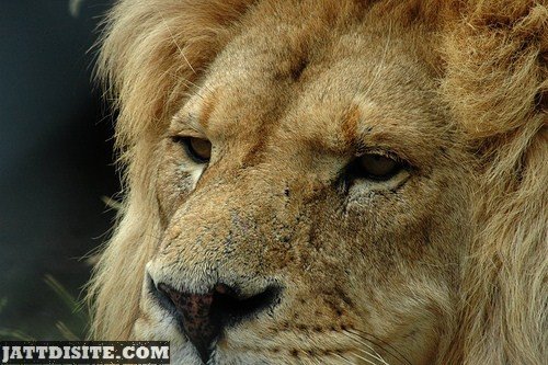 Awesome View Of Lion Face