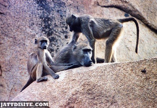 Baboon Family On Hill