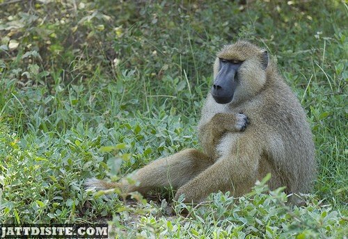 Baboon Sitting On The Grass - JattDiSite.com