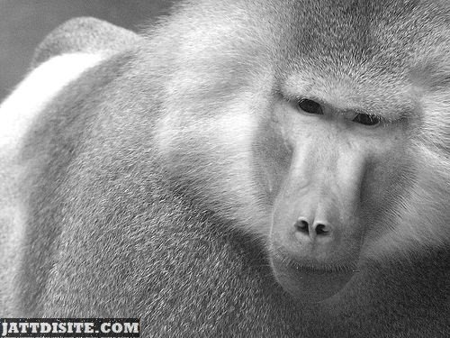 Baboon With Soft Fur