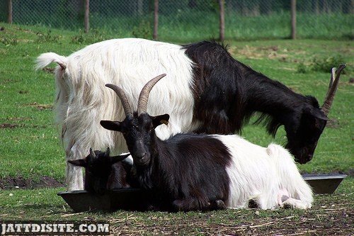 Baby Goat With His PArents