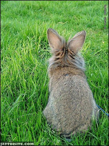 Back Shot Of Rabbit