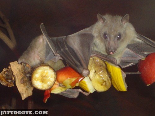 Bat Having Fruit Meal