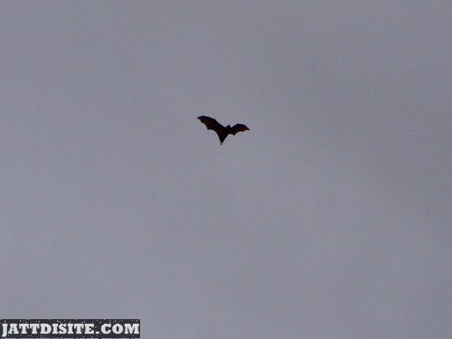 Bat In The Flying In The Sky