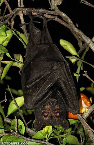 Bat On The Tree Branch