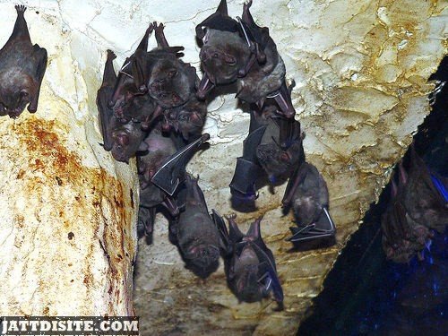 Bats In The Cave