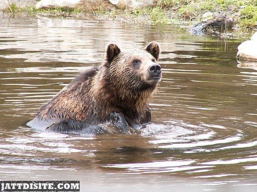 Bear Bathing In The River Water